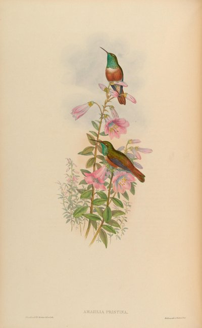 Amazilia pristina = Amazilia amazilia pristina - John Gould